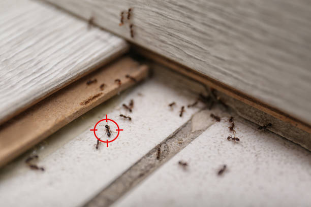 Best Termite Control Services  in Windsor, CO
