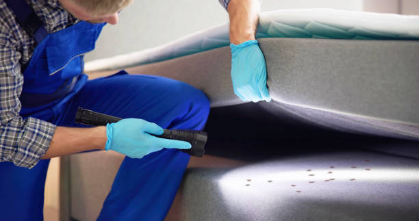 Best Mosquito Control Services  in Windsor, CO