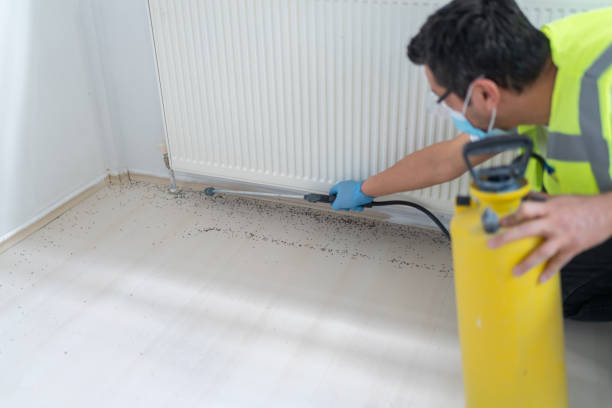Best Affordable Pest Control Services  in Windsor, CO
